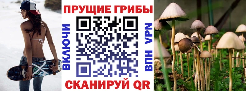 Псилоцибиновые грибы мицелий  omg зеркало  Шенкурск 